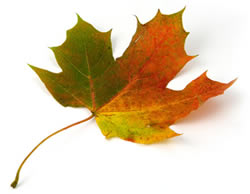 Somerset Borough Leaf Collection Dates